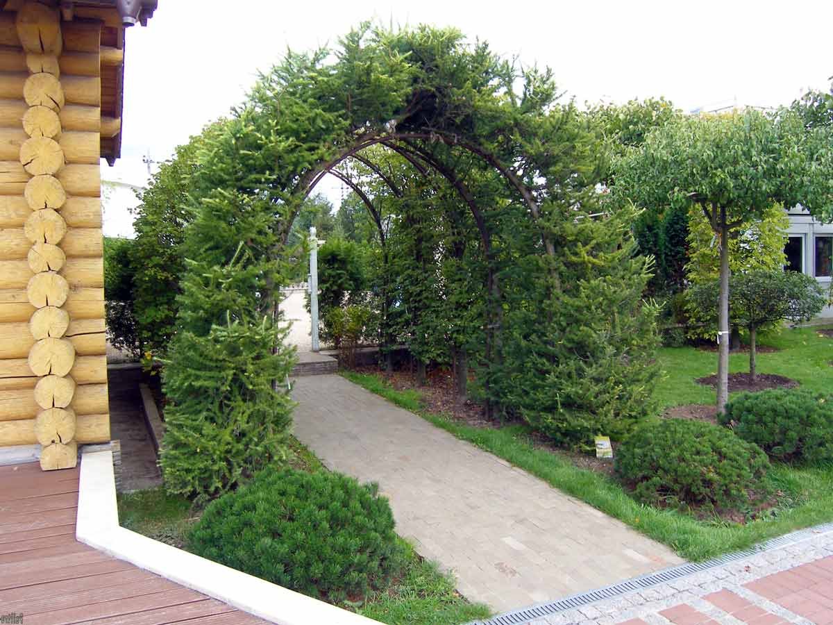 Лиственница Пендула арка