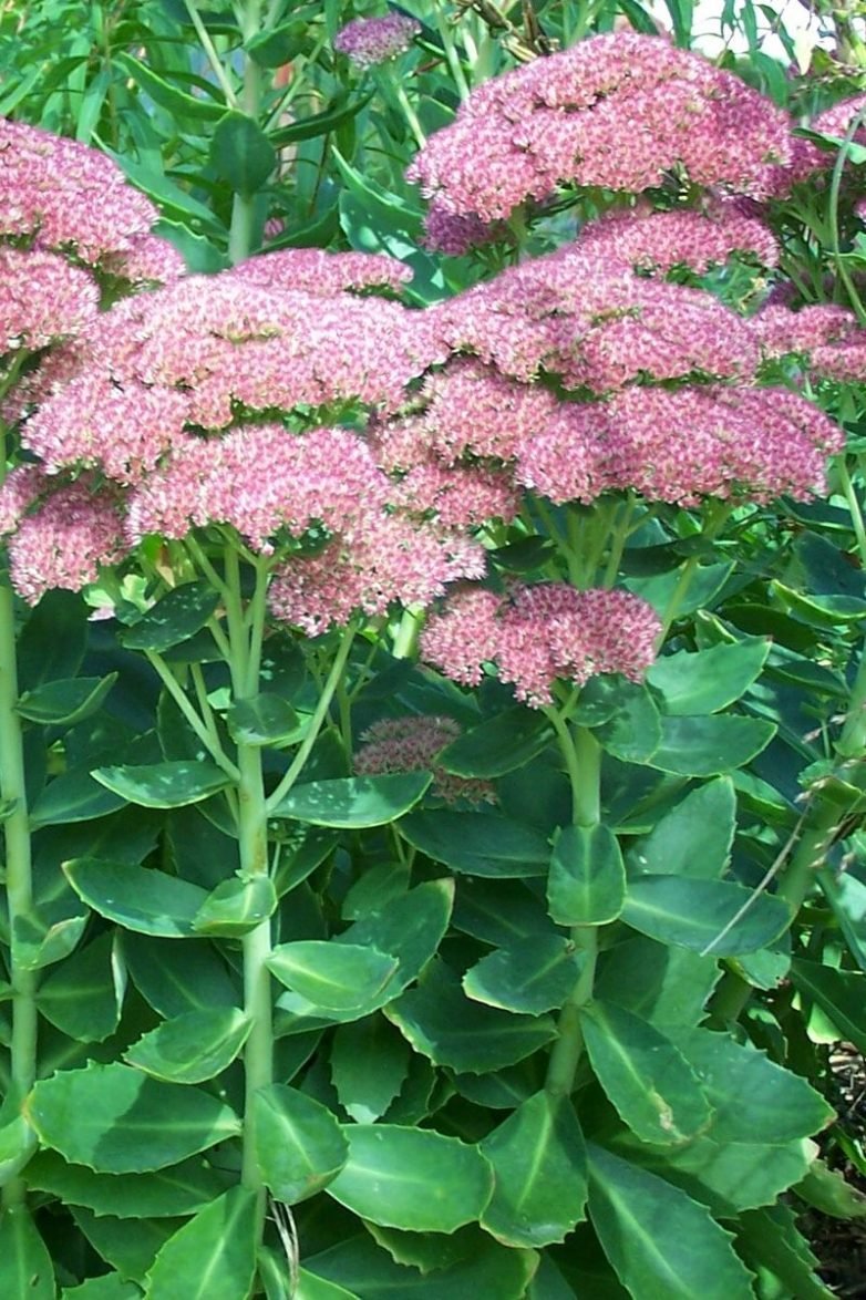Очиток Видный (Sedum spectabile `Brilliant`)