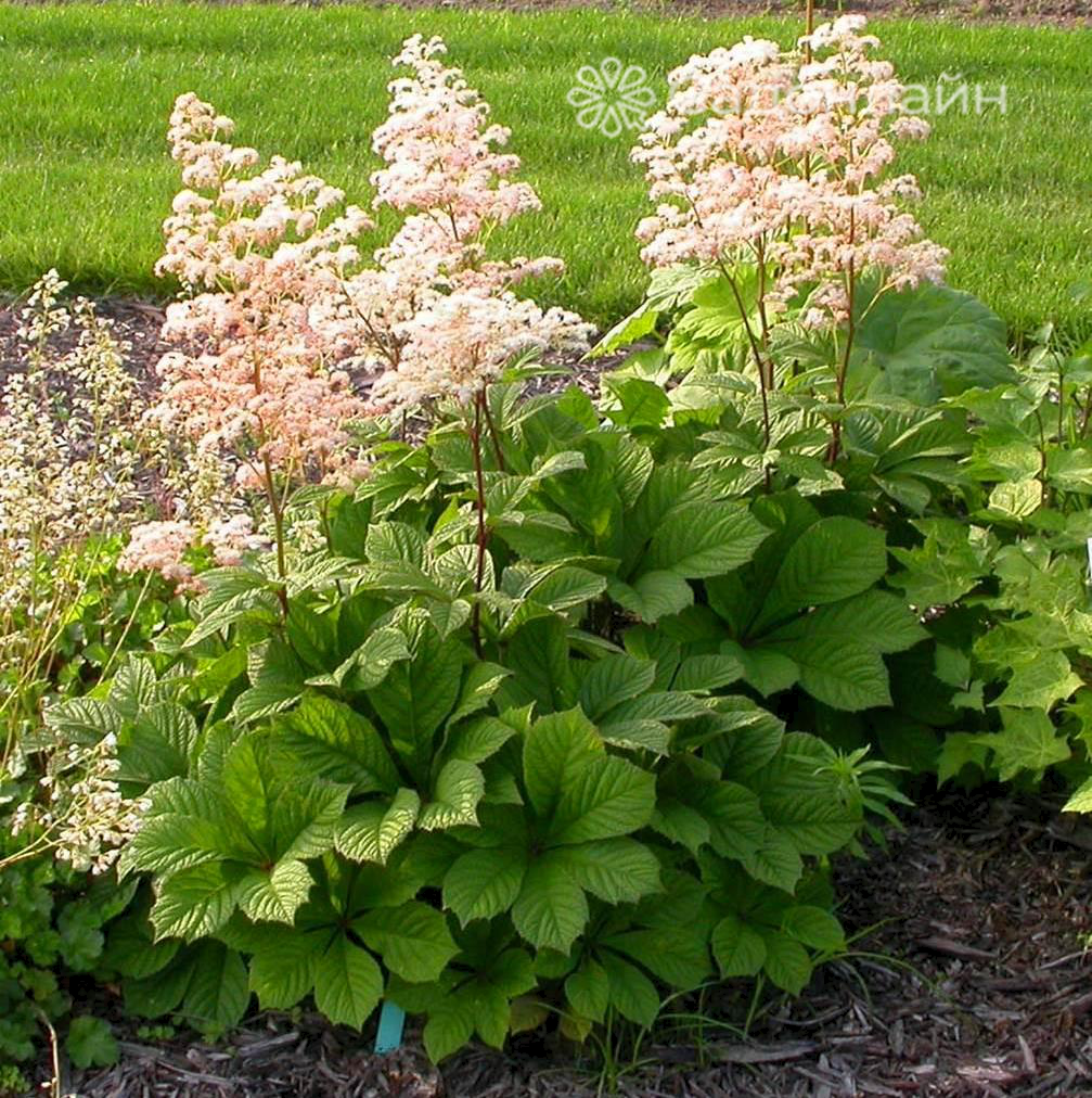 Роджерсия aesculifolia