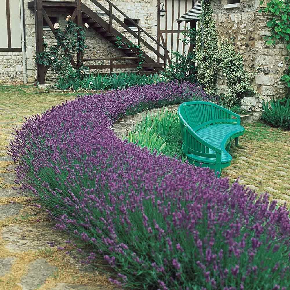 Лаванда узколистная Hidcote Compact