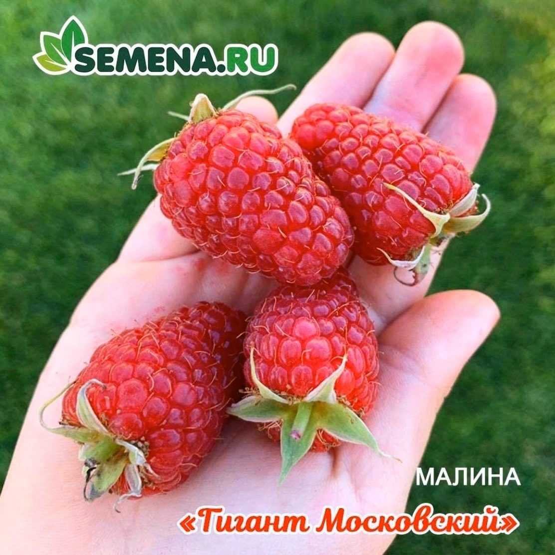Малина красная крупноплодная гигант Московский