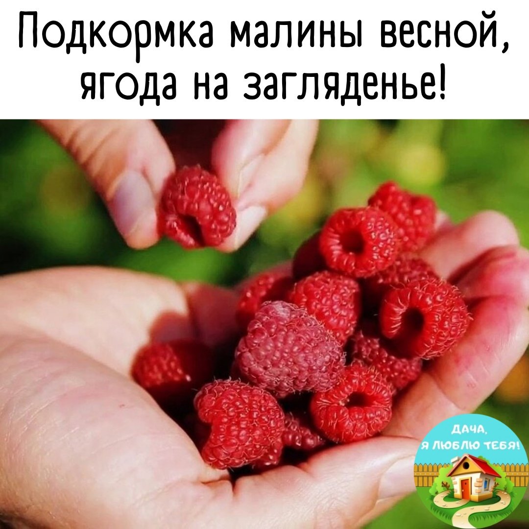 Малина вольница