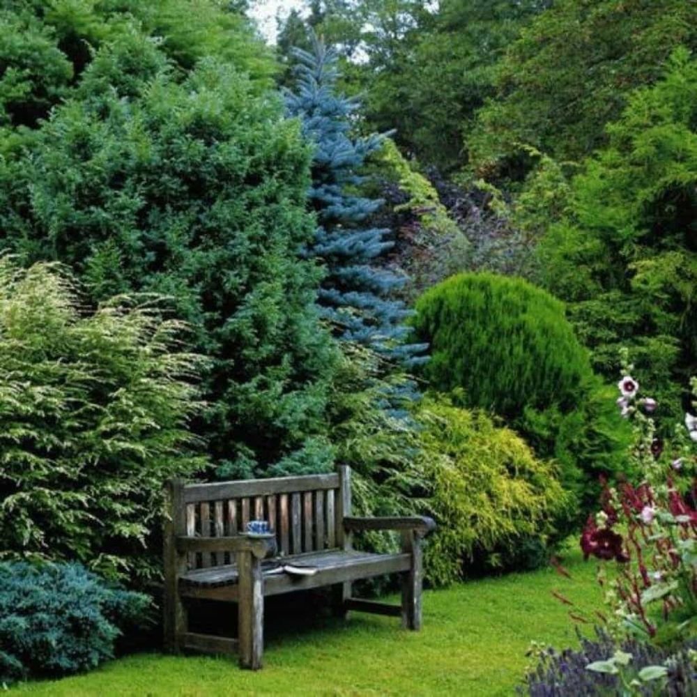 Кустарник для тенистых мест в саду