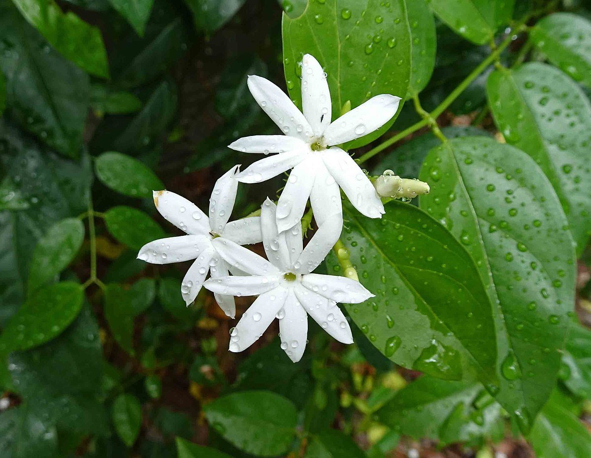 Jasminum azoricum