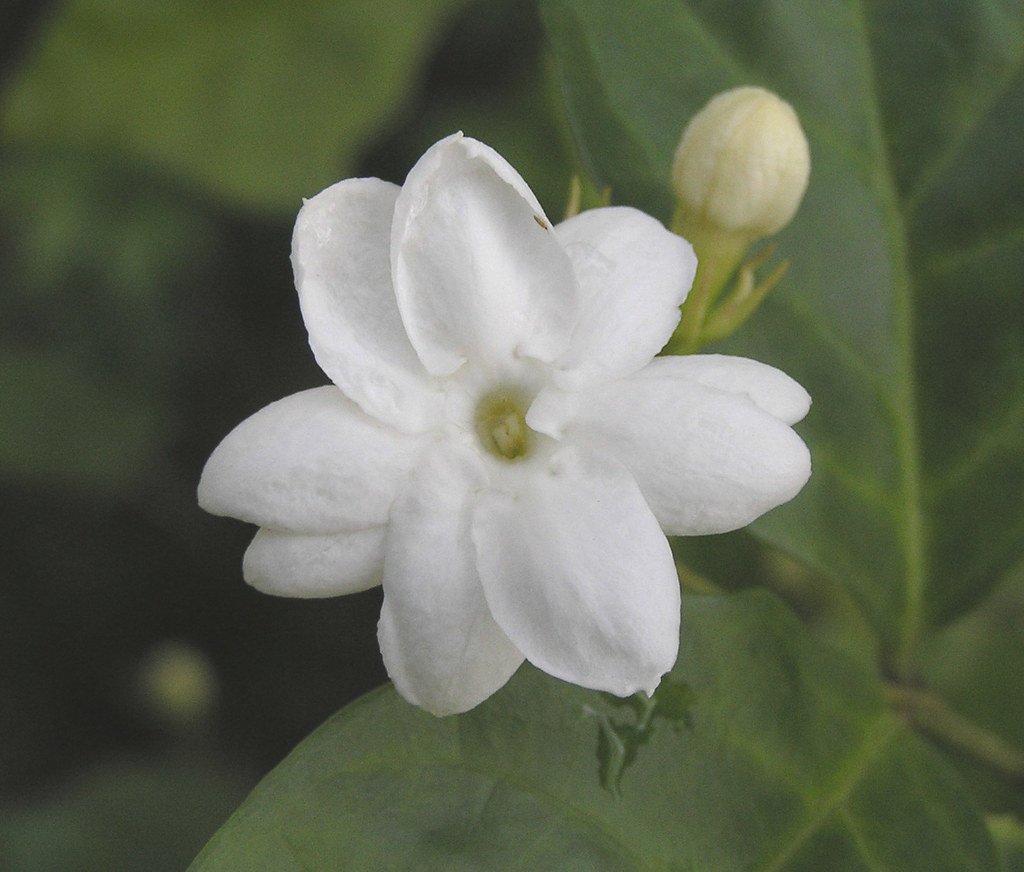 Jasminum Sambac (l.) Aiton CV.Grand Duck.