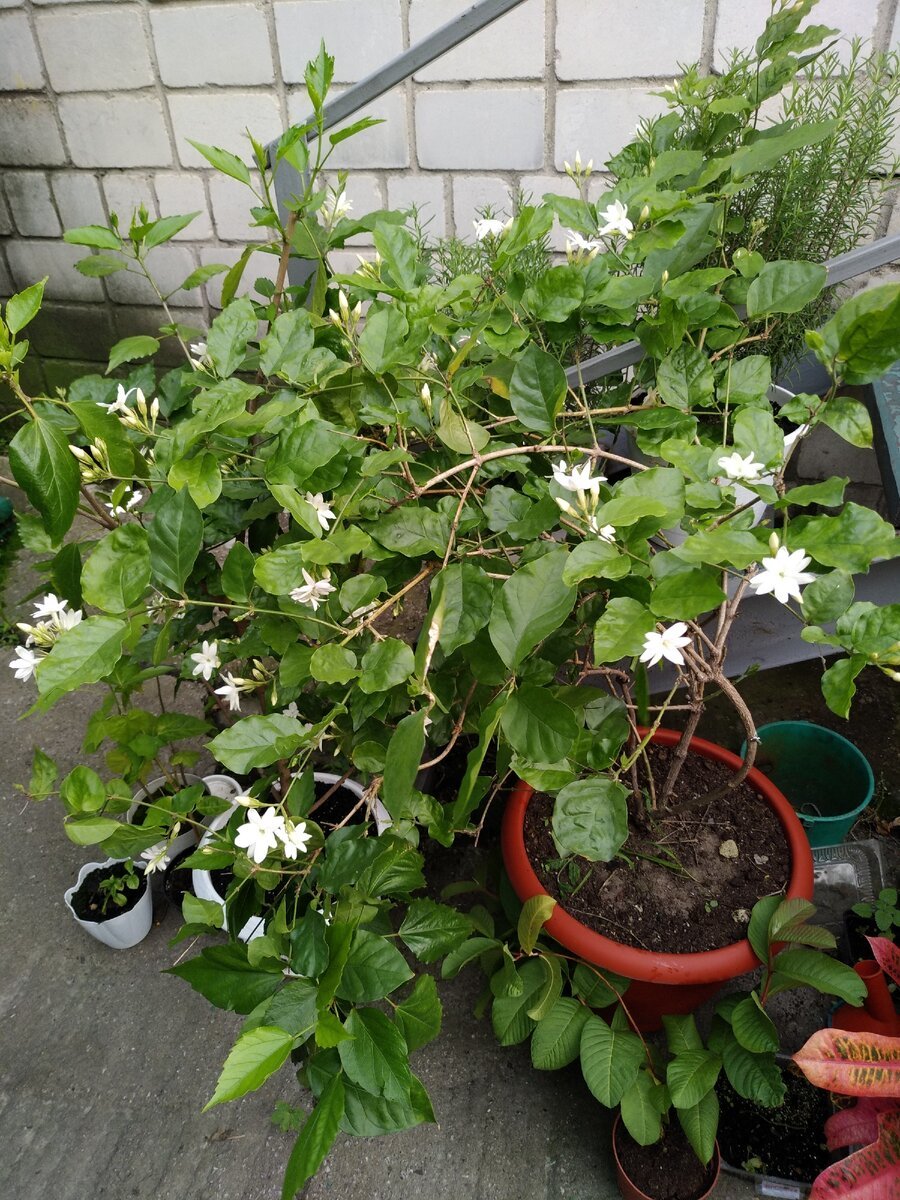 Жасмин самбак куст
