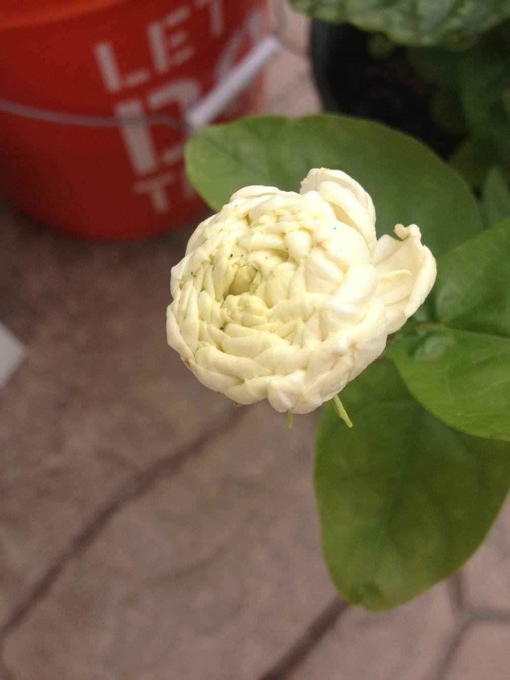 Жасмин Royal Umbrella Double Flower