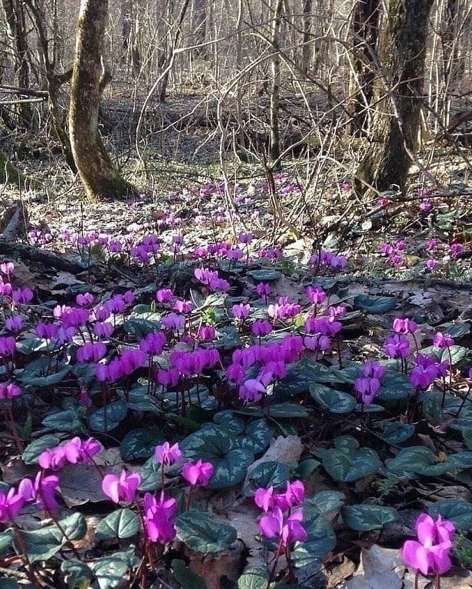 Цикламен Лесной