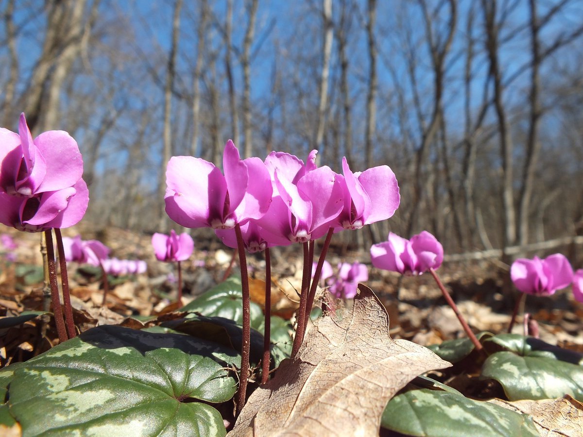 Цикламен Кузнецова (Cyclamen Kuznetzovii)