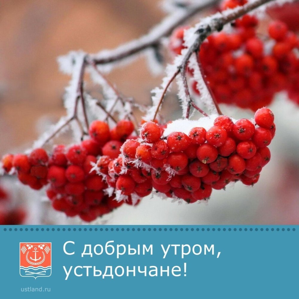 Зимняя рябина
