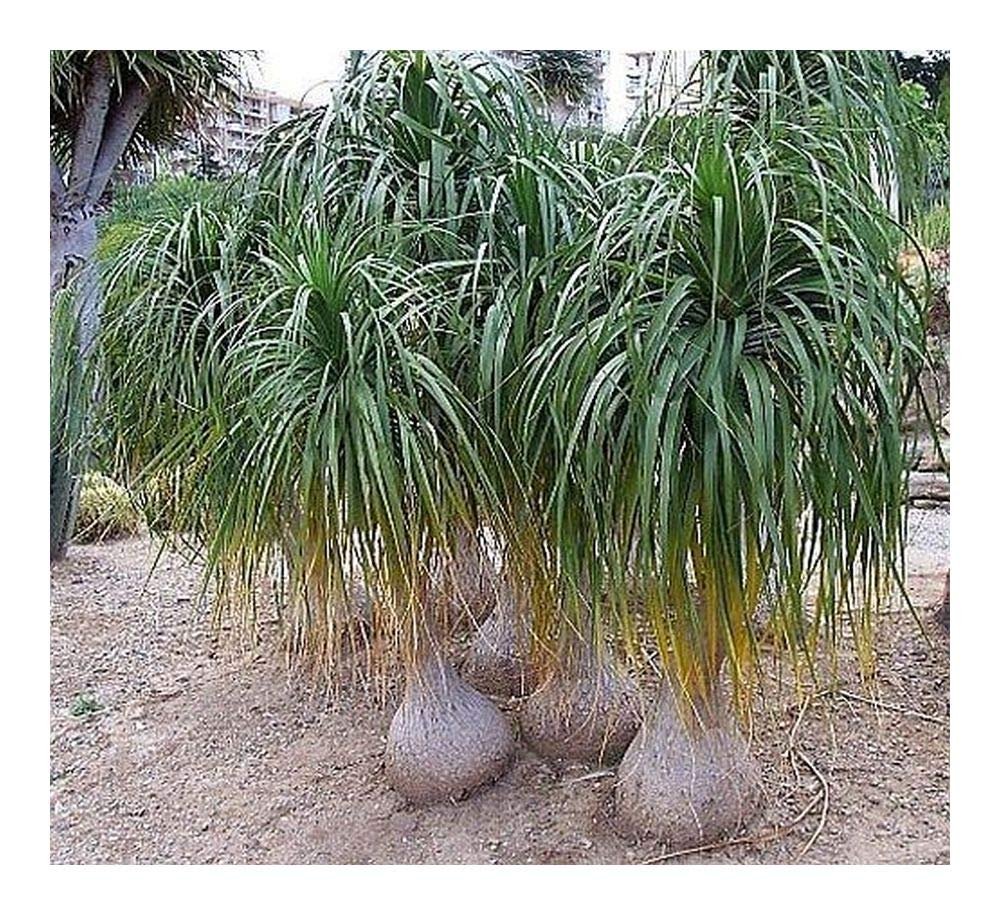 Beaucarnea guatemalensis или Бокарнея Гватемальская