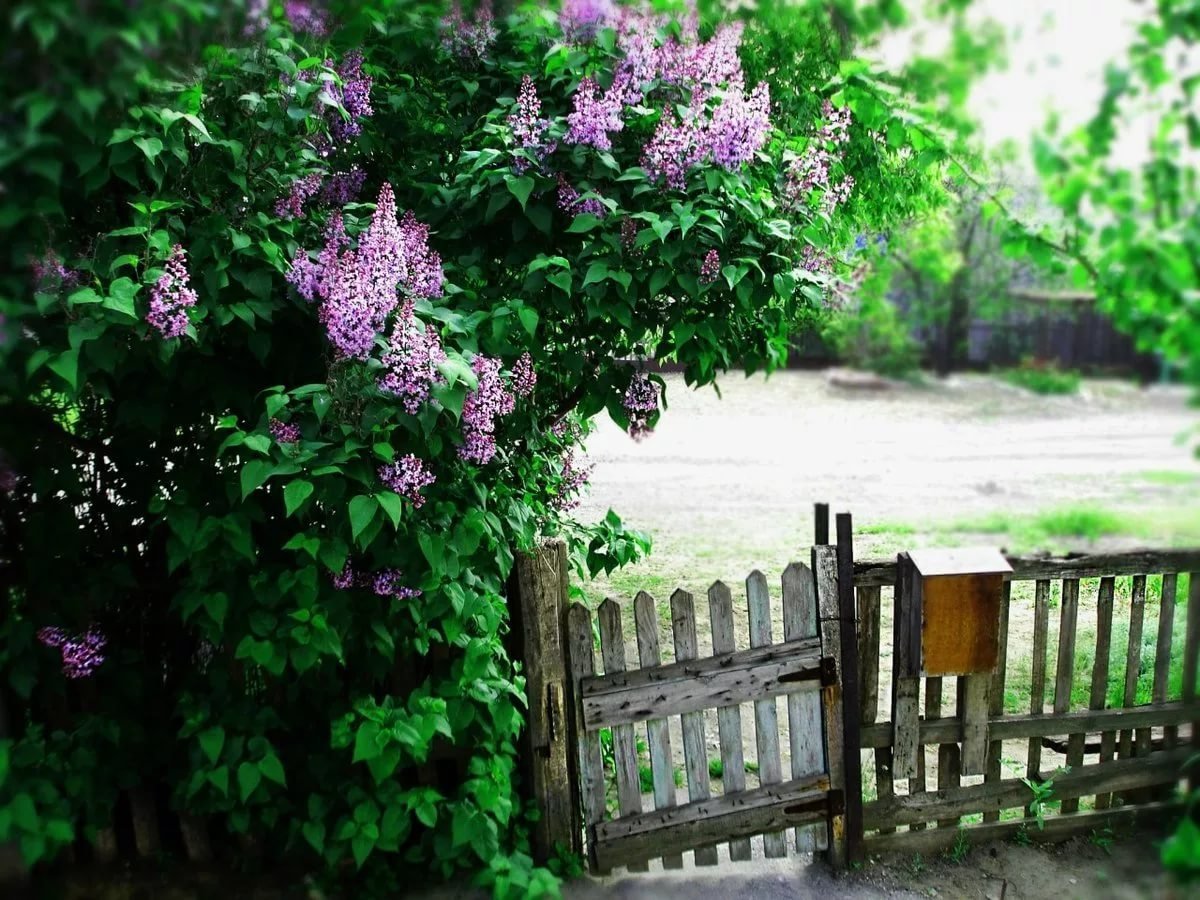 Сирень в палисаднике