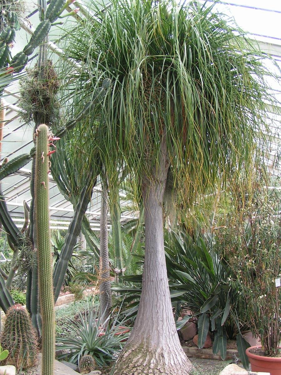 Нолина Beaucarnea Vert