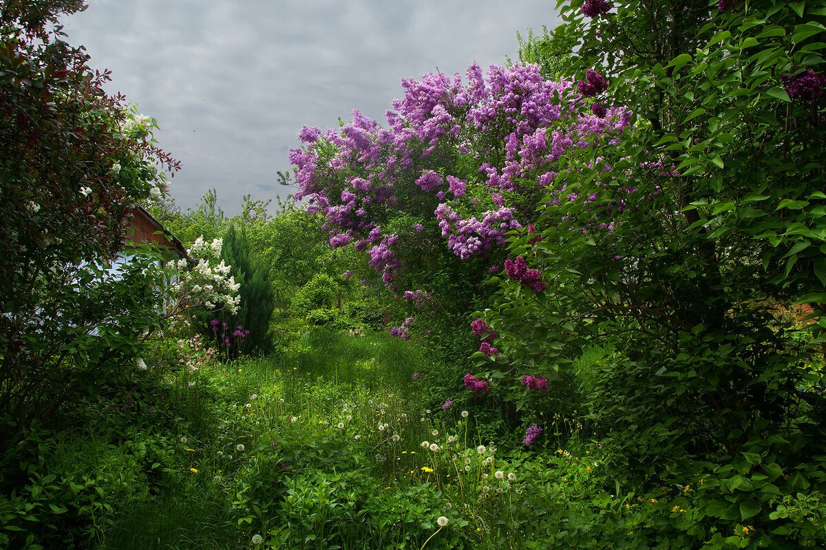 Сирень у дома