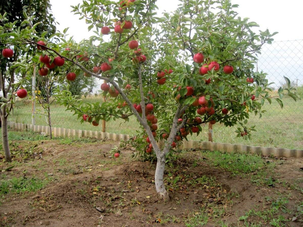 Яблоня полукарлик