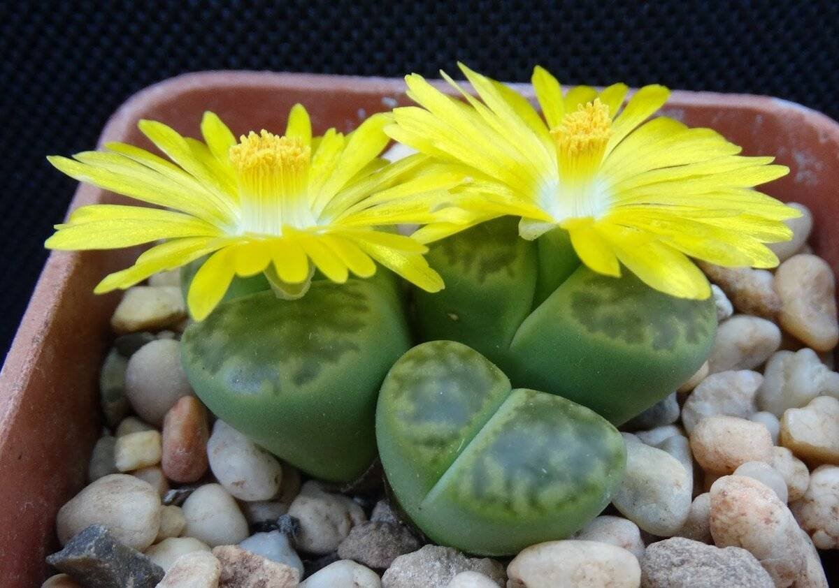 Живой камень, Литопс (Lithops species)