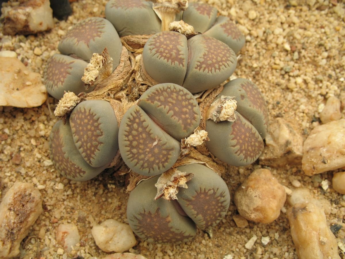 Lithops villetii