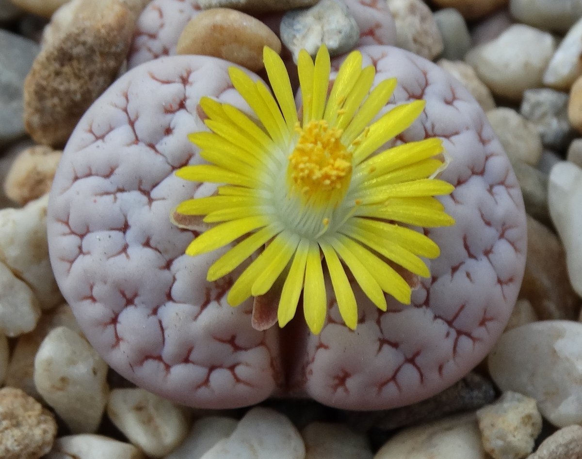 Lithops c262