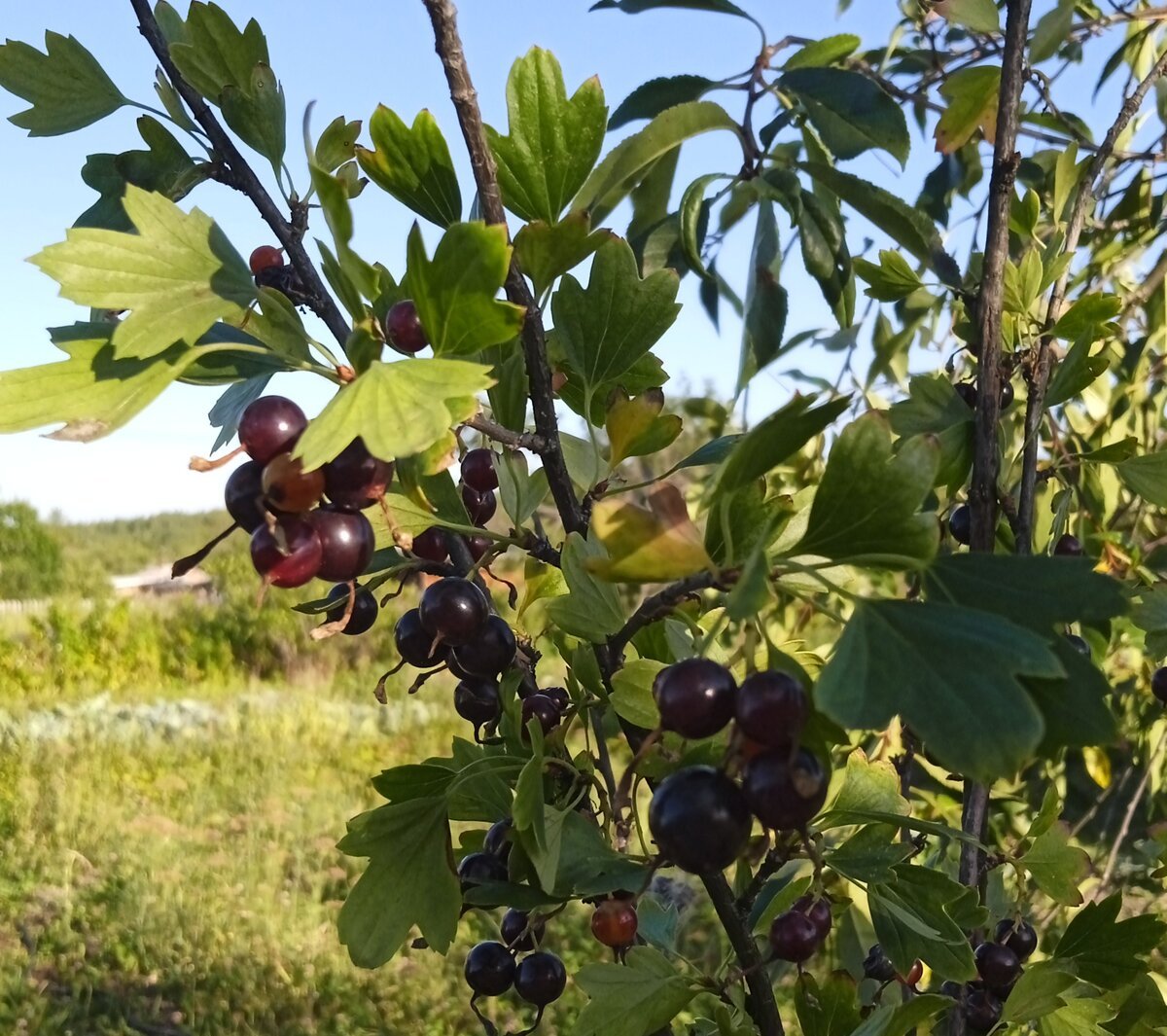 Высокий куст с ягодами