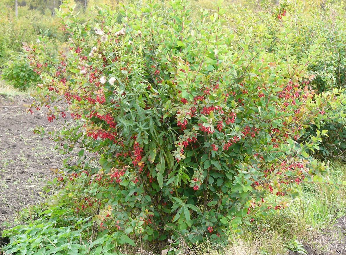 Барбарис обыкновенный Berberis vulgaris