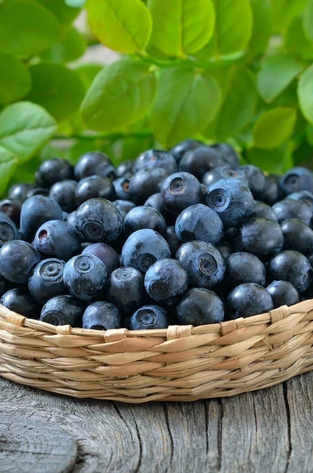 Черника Blueberry
