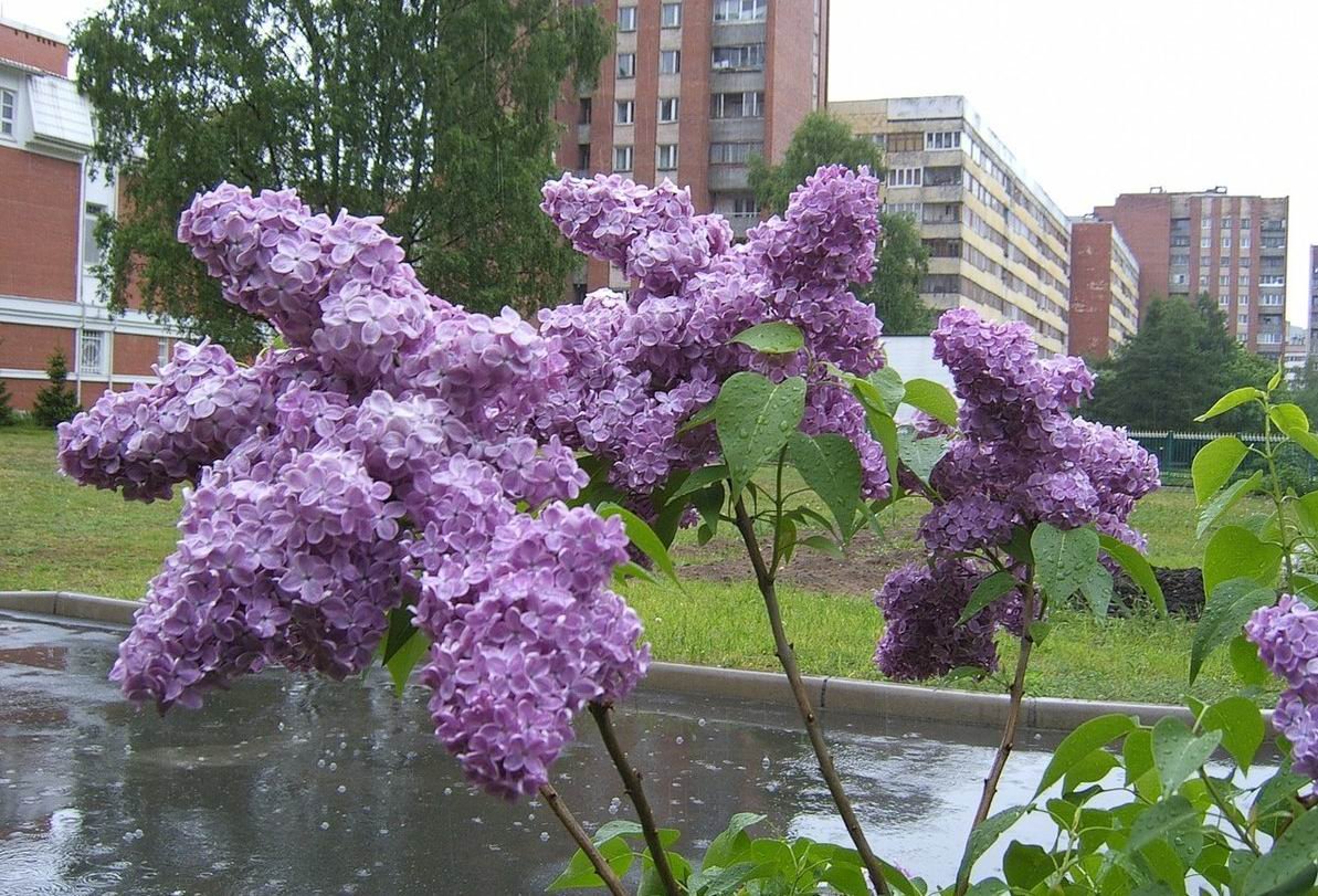 Сирень Пермь