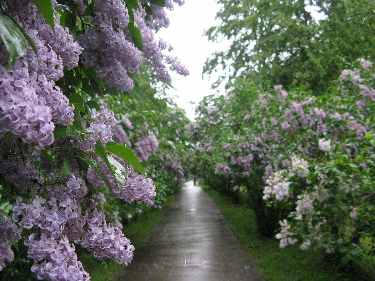 Мелихово сиреневая аллея