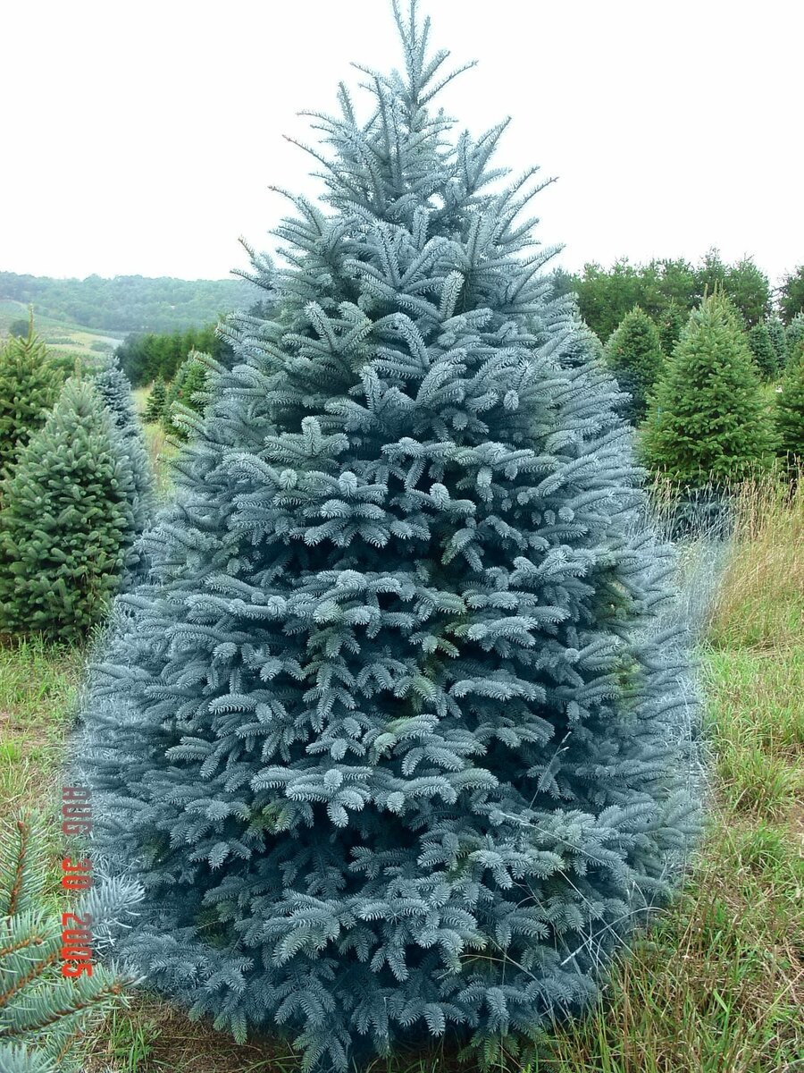 Мисти Блю ель голубая