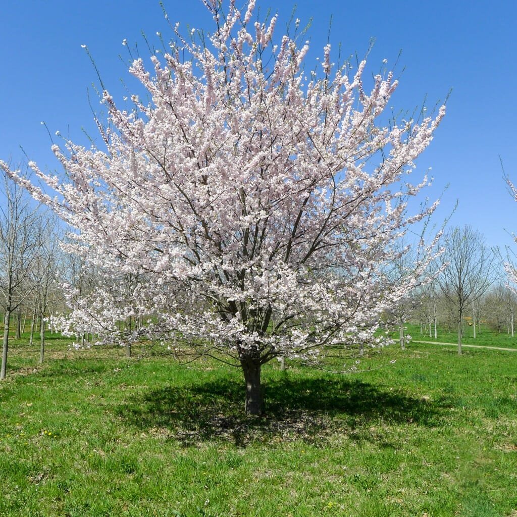Yoshino Cherry Tree