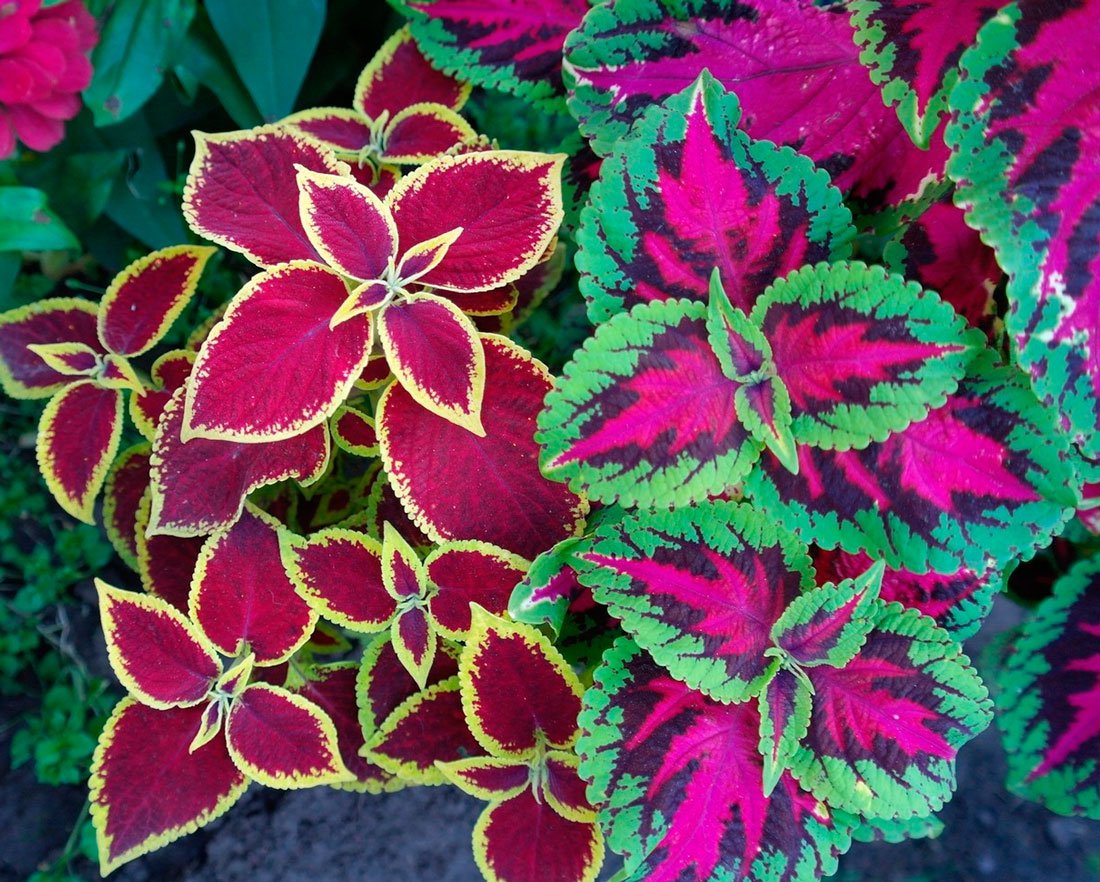 Колеус Ренельта Coleus rehneltianus
