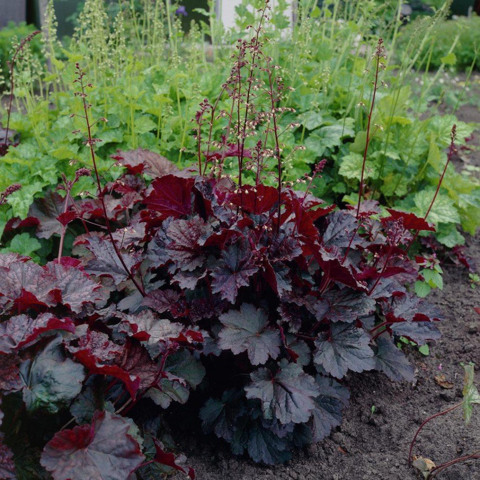 Гейхера Heuchera villosa