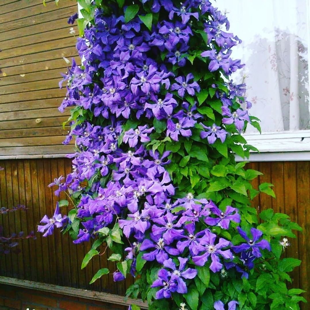 Клематис Лиана