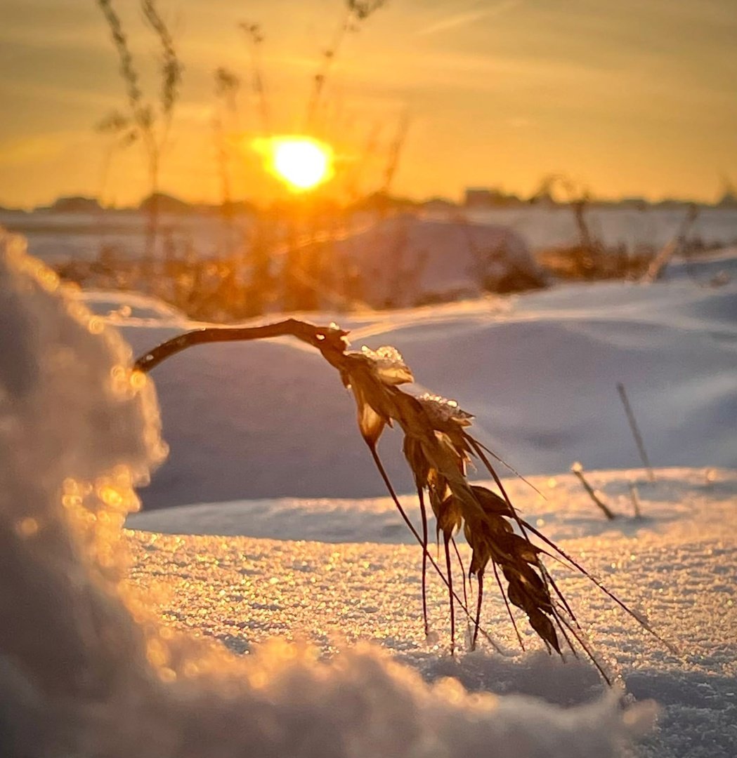 Безмолвная природа