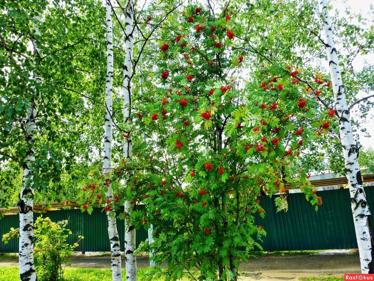 Рябина плакучая