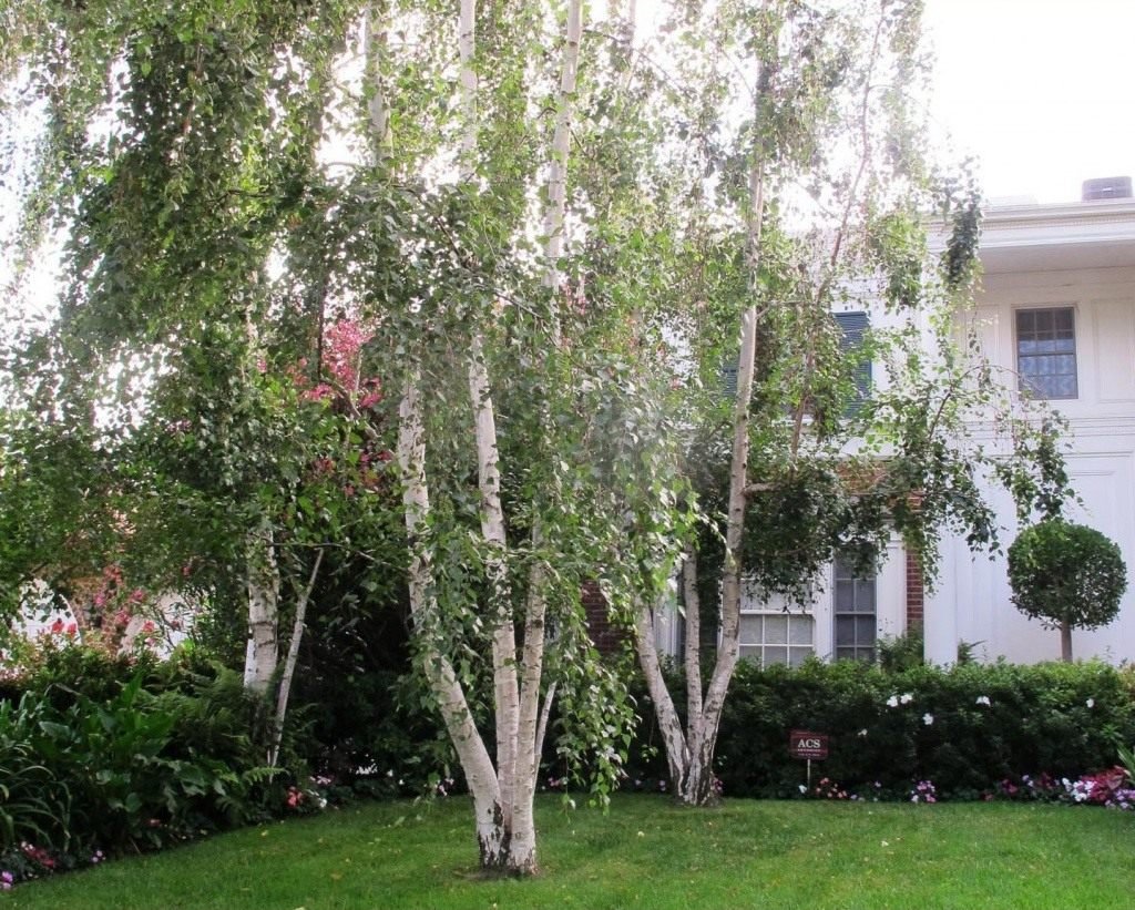 Betula verrucosa