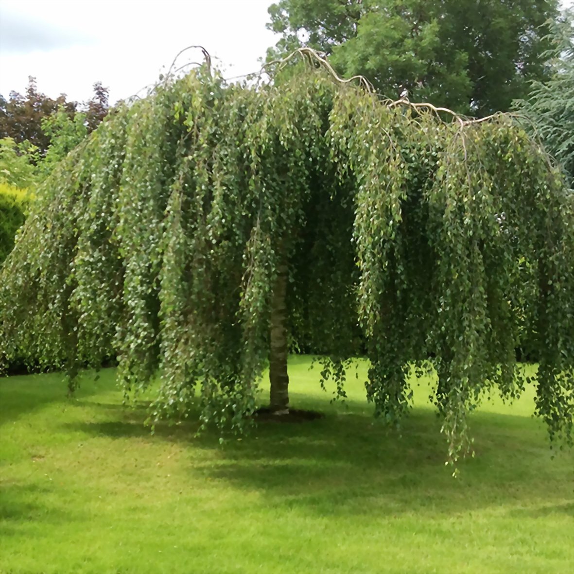 Береза повислая Юнги Betula pendula Youngii