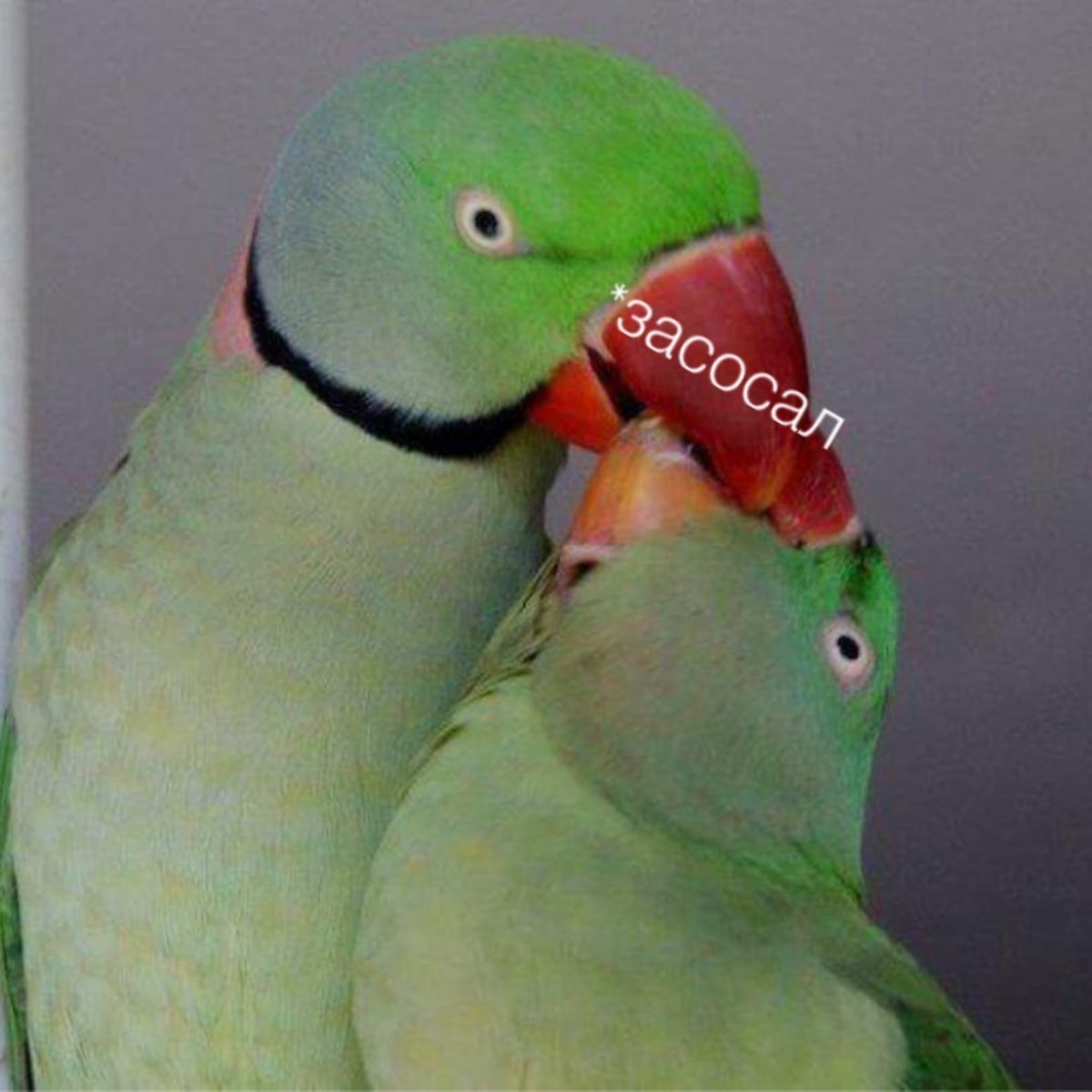 Александрийский попугай