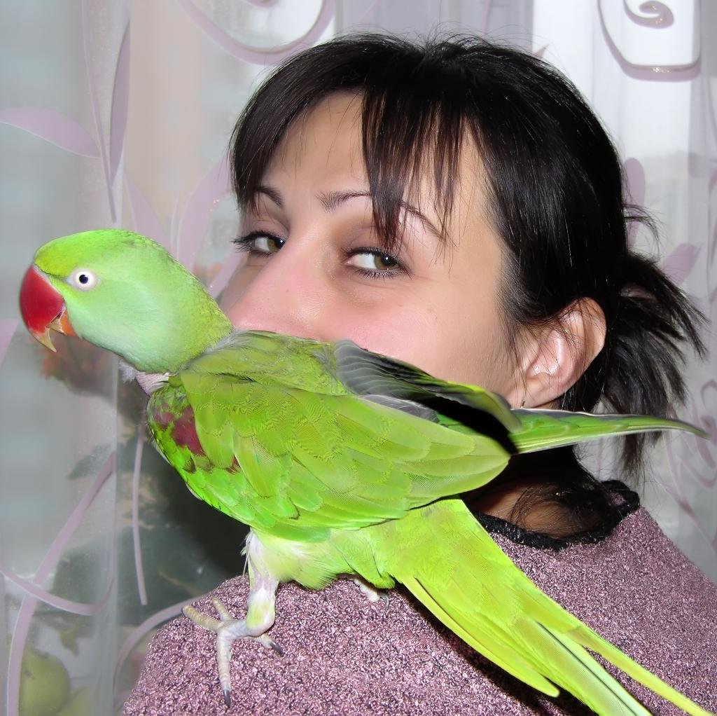 Александрийский попугай