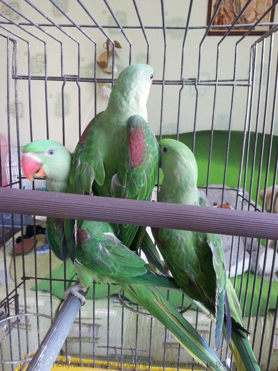 Александрийский попугай и корелла