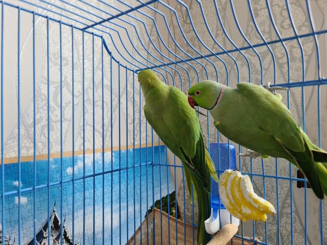 Aleksandriyskiy Bird