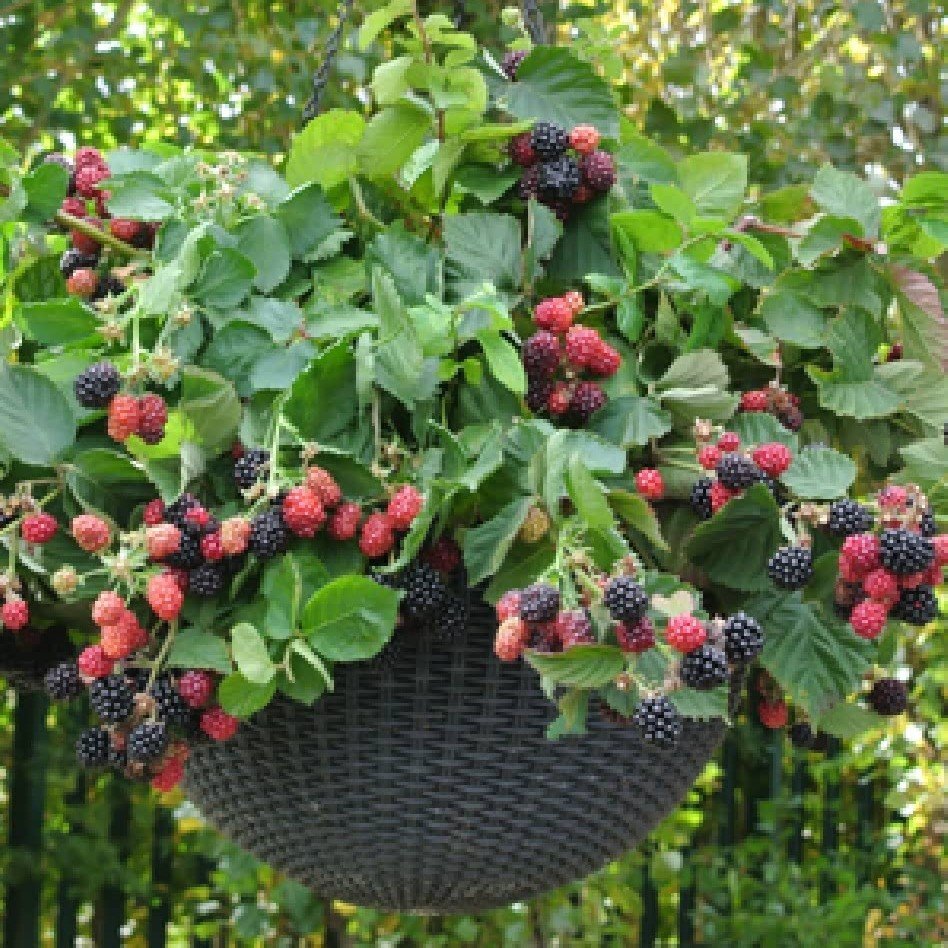 Ежевика ампельная Каскад