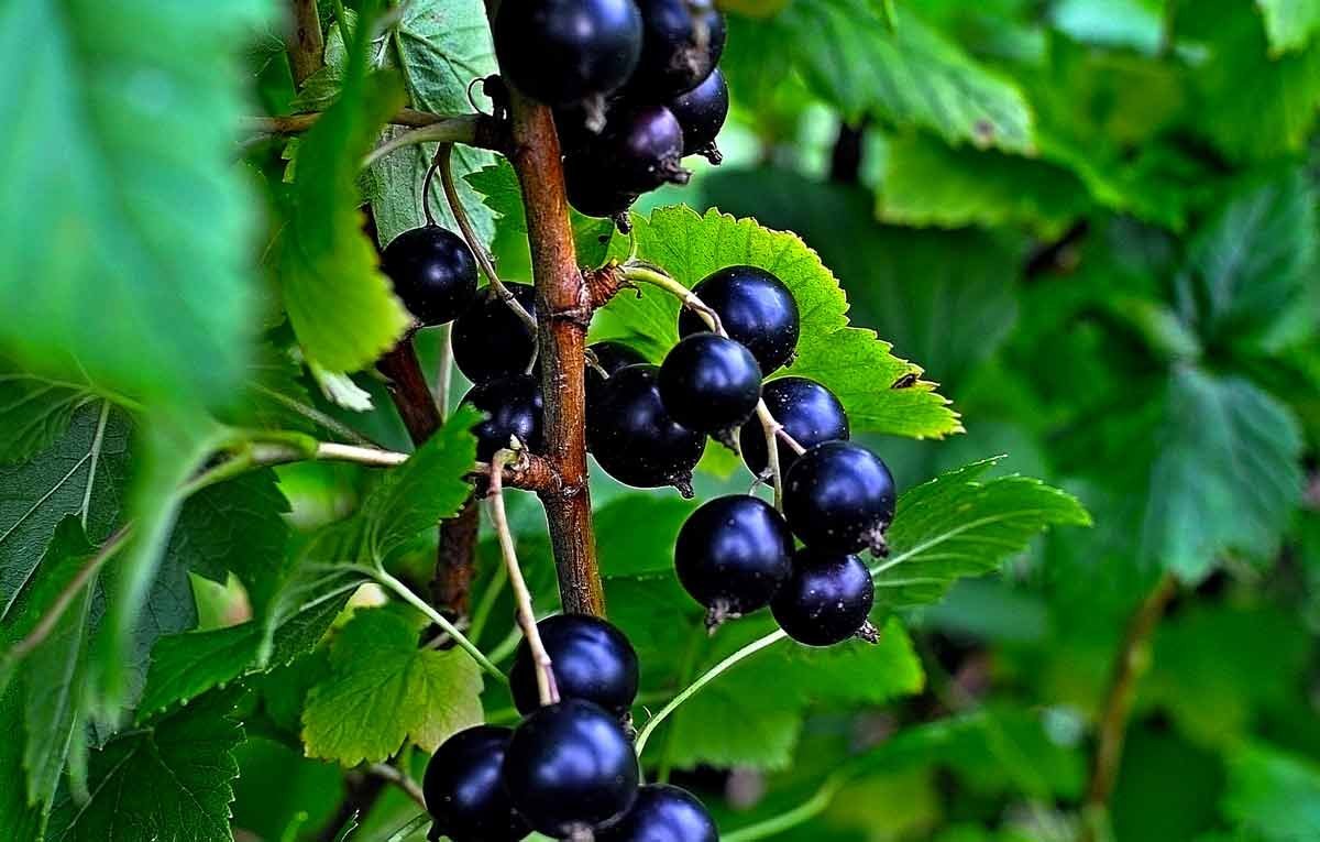 Смородина черная (ribes nigrum l.)