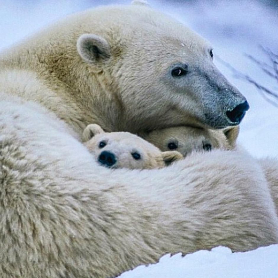 Стих Grizzly Bear