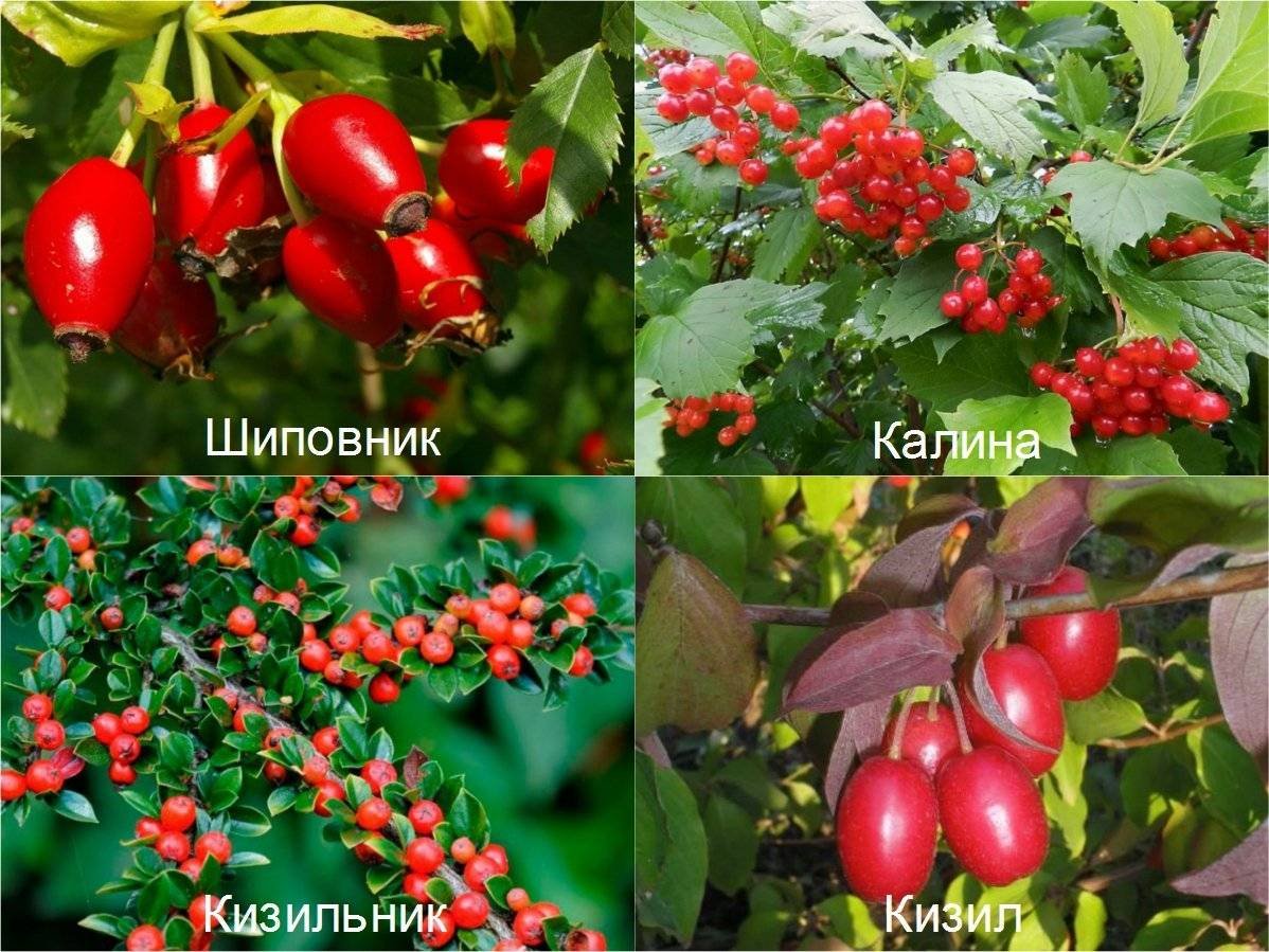 Ягодные кустарники в саду с названиями