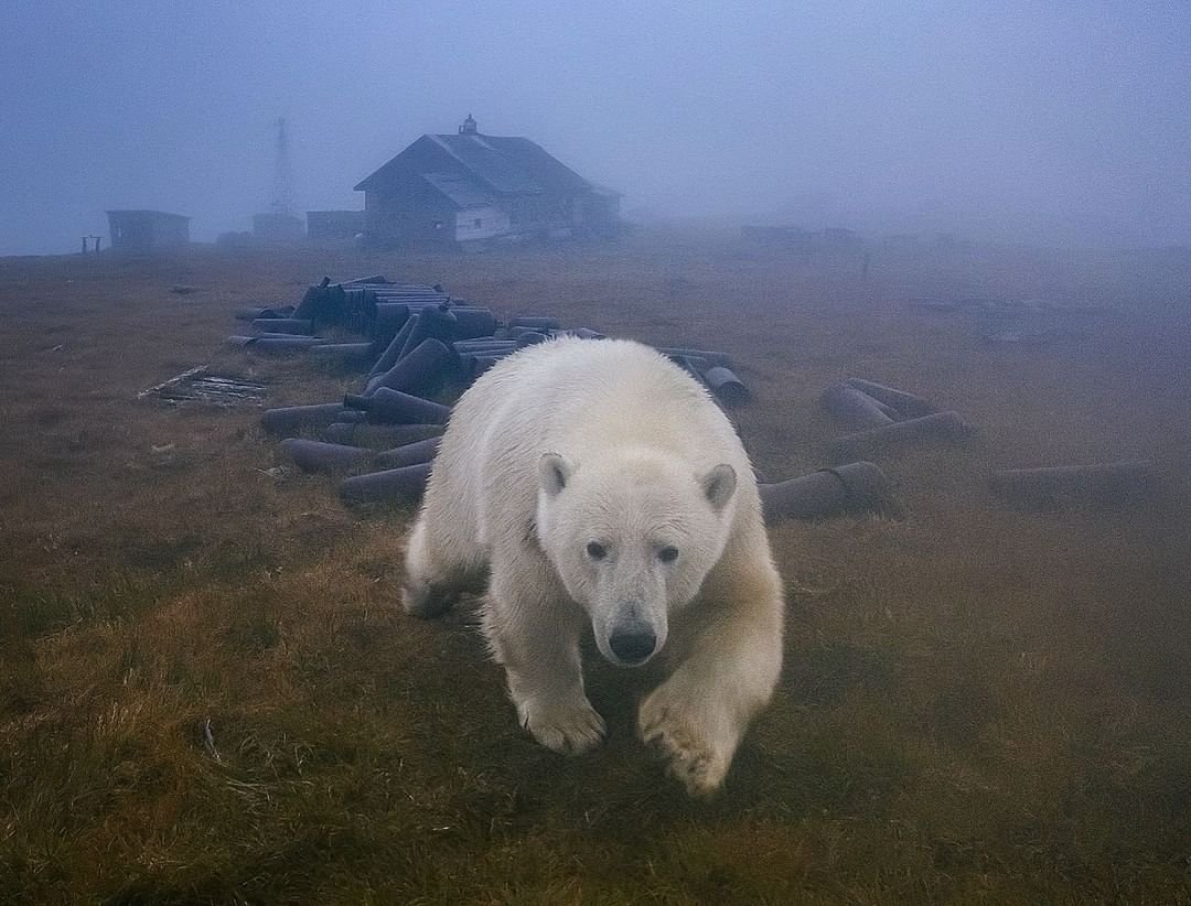 Дмитрий Кох белые медведи