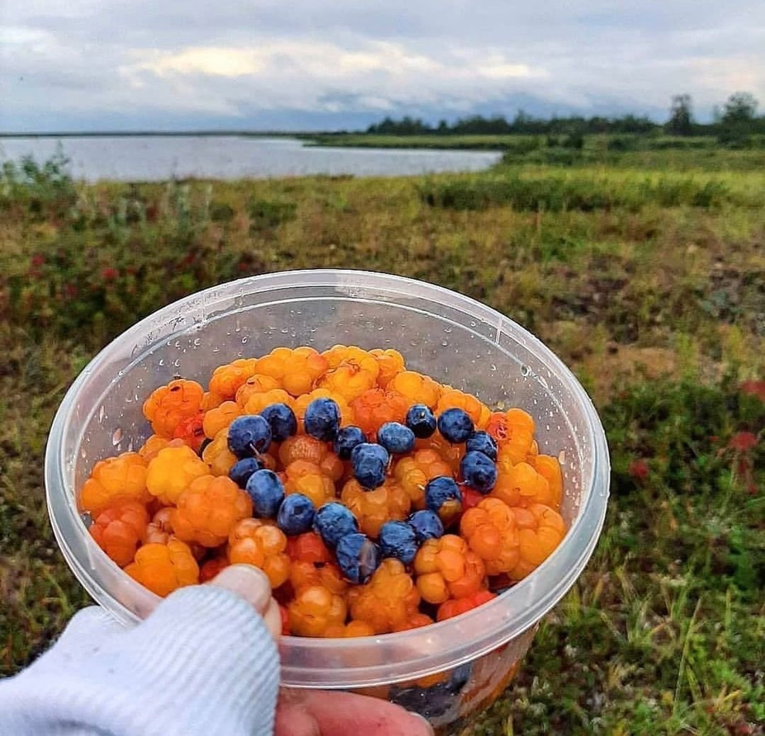 Морошка Северный апельсин