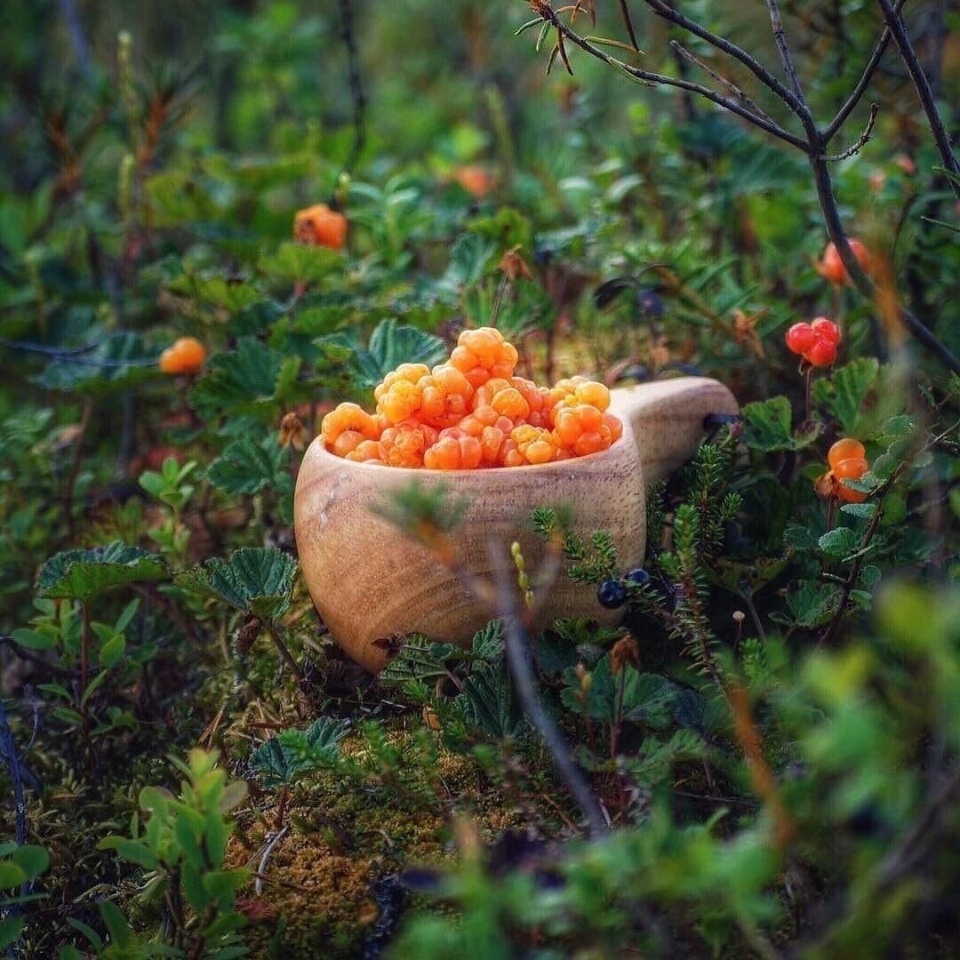 Царская ягода Морошка