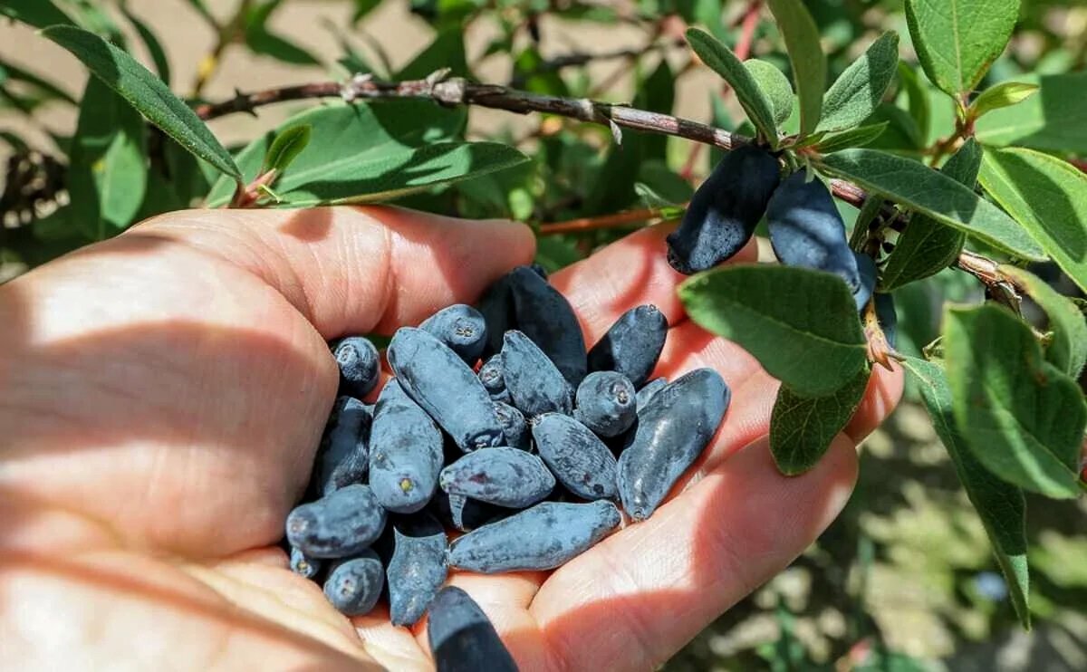 Жимолость съедобная (Lonicera edulis)