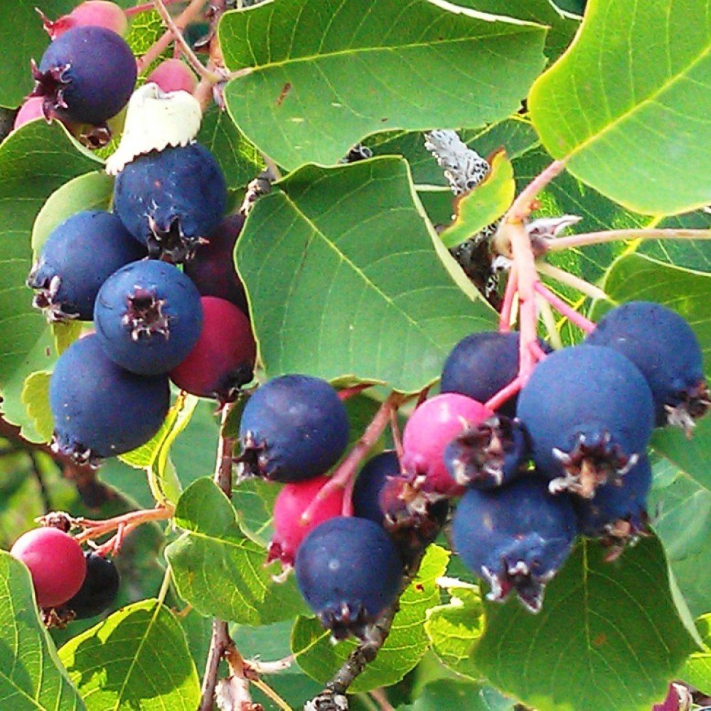 Ирга канадская (Amelanchier canadensis)
