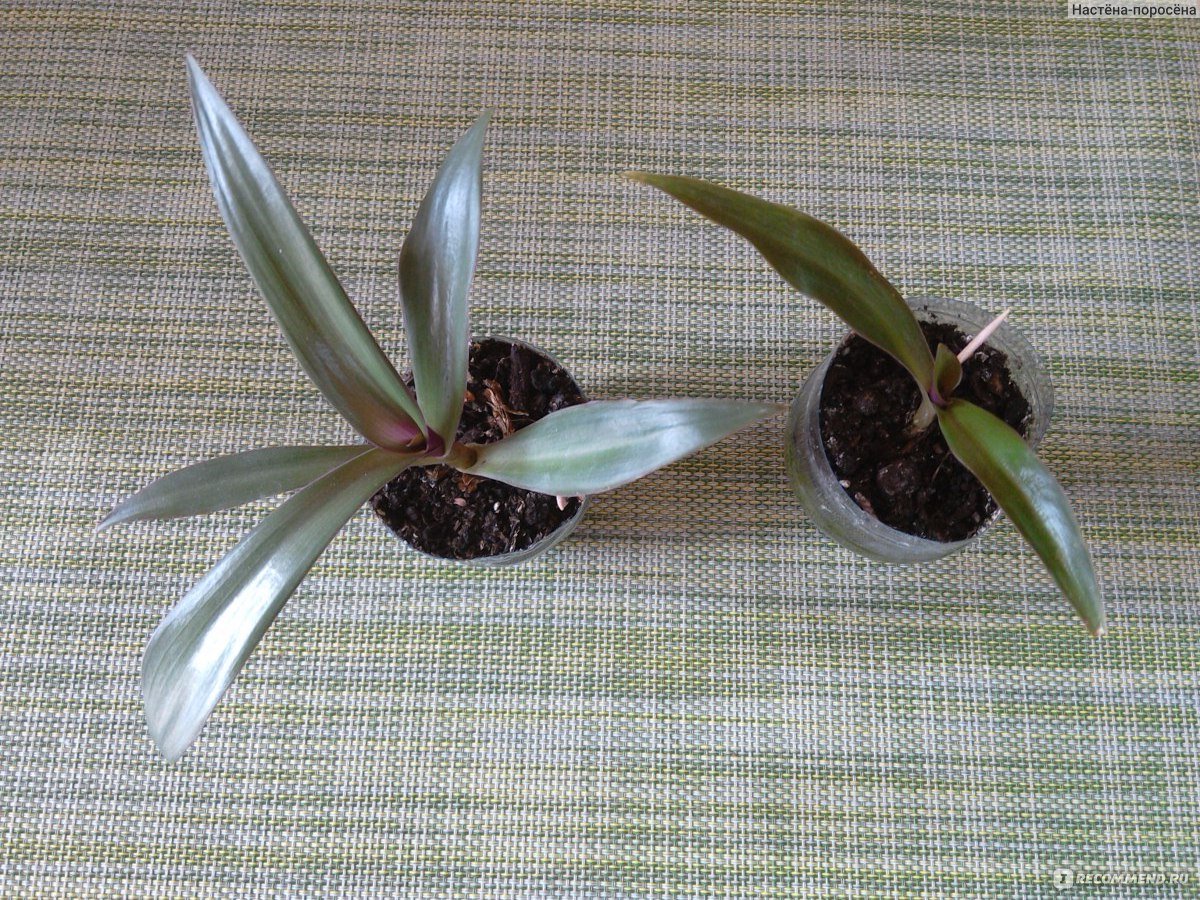 Традесканция spathacea размножение